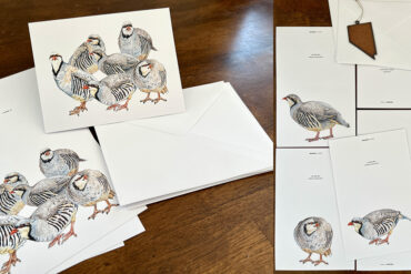 Alectoris Chukar Greeting Cards