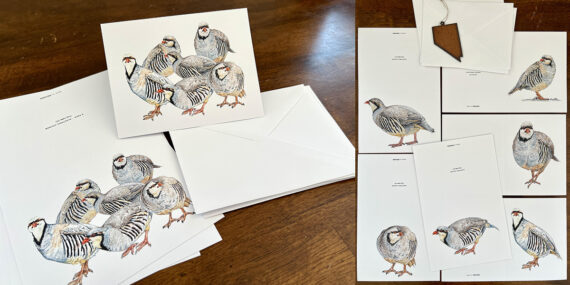 Alectoris Chukar Greeting Cards