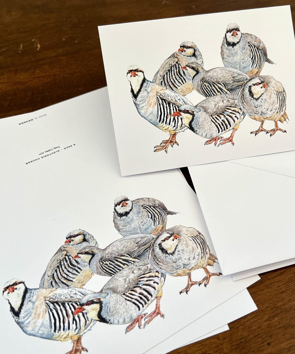 Alectoris Chukar Greeting Cards