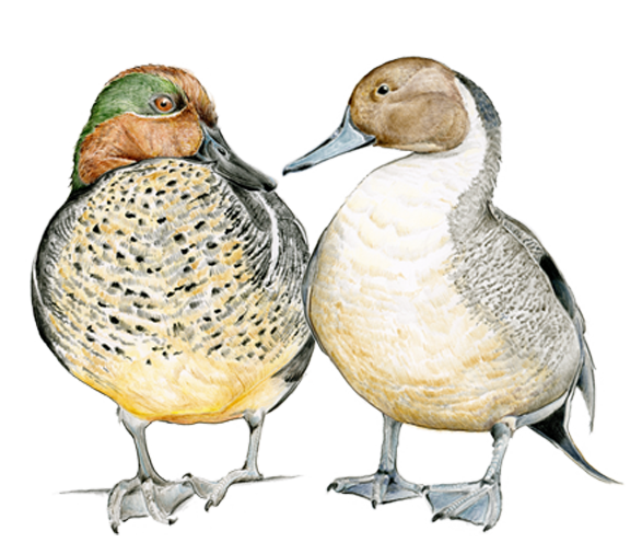 Waterfowl Greeting Cards